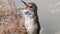 Great Reed Warbler Acrocephalus arundinaceus