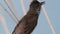 Great Reed Warbler Acrocephalus arundinaceus