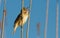 Great Reed Warbler, Acrocephalus arundinaceus. Riverbank, early morning, a bird sits on a stalk of a reed and sings