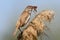 Great reed warbler catch and eats a little frog.