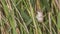 Great Reed Warbler Among Reeds Looking