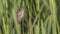 Great Reed Warbler Among Reeds Singing