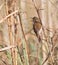 A Great Reed Warbler singing