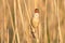 Great Reed Warbler singing
