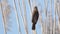 Great Reed Warbler. Singing bird in the habitat. Acrocephalus arundinaceus