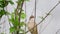 Great Reed Warbler. Singing bird in the habitat. Acrocephalus arundinaceus. Close up