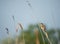 Great reed warbler sitting on a haulm of reed and chirping