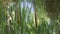 Great Reedmace or Bulrush, typha latifolia, Pollen being released from Plant, Pond in Normandy