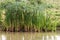 Great Reedmace or Bulrush, typha latifolia, Pond in Normandy