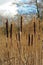 Great Reedmace In Winter