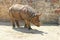 Great rhino shot at the zoo.