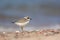Great Ringed Plover