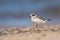 Great Ringed Plover