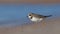 Great Ringed Plover - Sandregenpfeifer - Charadrius hiaticula