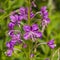Great or rosebay willowherb, fireweed, Chamerion angustifolium, blossom close-up, selective focus, shallow DOF