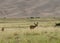 Great Sand Dunes With Grazing Deers In The Foreground At Great Sand Dunes National Park