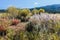 Great Sand Dunes National Park