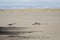 Great Sand Dunes National Park and Preserve with the alpine peaks of the Sangre de Cristo Mountains