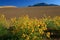 Great Sand Dunes Sunflowers