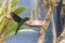 Great sapphirewing male hummingbird feeding on a trough, Pterophanes cyanopterus