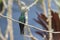 Great sapphirewing male hummingbird perched on a branch, Pterophanes cyanopterus