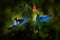 Great sapphirewing, Pterophanes cyanopterus, big blue hummingbird with red flower, Yanacocha, Pichincha in Ecuador. Two bird