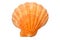 Great Scallop seashell