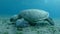 Great sea turtle eats green seagrass swaying in current. Green Sea Turtle, Chelonia mydas