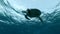 Great sea turtle with remora fish hangs under surface of water, swinging on the waves.
