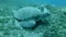 Great Sea Turtle sleeping on green sea grass swaying in current. Green Sea Turtle, Chelonia mydas.