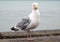 Great seagull