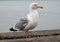 Great seagull