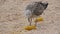 Great seagull eats a swing of boiled corn on the shores of the Sea of Azov, Ukraine