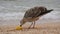 Great seagull eats a swing of boiled corn on the shores of the Sea of Azov, Ukraine