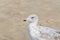 Great seagull sitting in the sand