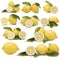 Great set of photographs of lemons