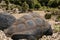 Great Seychelles Giant Tortoise