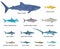 Great Sharks Icons Collection