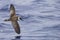 Great Shearwater, Ardenna gravis in flight over ocean