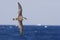 Great Shearwater, Ardenna gravis in flight over sea