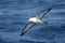 Great Shearwater in flight over a blue sea