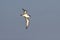 Great Shearwater flying over the Atlantic Ocean