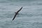 A Great Shearwater seabird in flight low over the ocean.