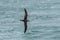 A Great Shearwater seabird in flight over the ocean.