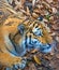 The great Siberian Tiger, a beautiful predator shows teeth, plays and poses for the camera.