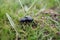 Great Silver Water Beetle in grass