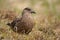 Great skua