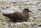 Great Skua - Antarctica