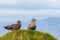 The great skua bird sitting on grass on Ingolfshofdi cape in Iceland