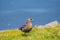 The great skua bird sitting on grass on Ingolfshofdi cape in Iceland